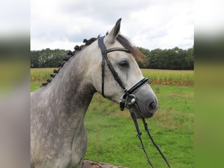 Connemara Jument 3 Ans 150 cm Rouan bleu in Uelsen