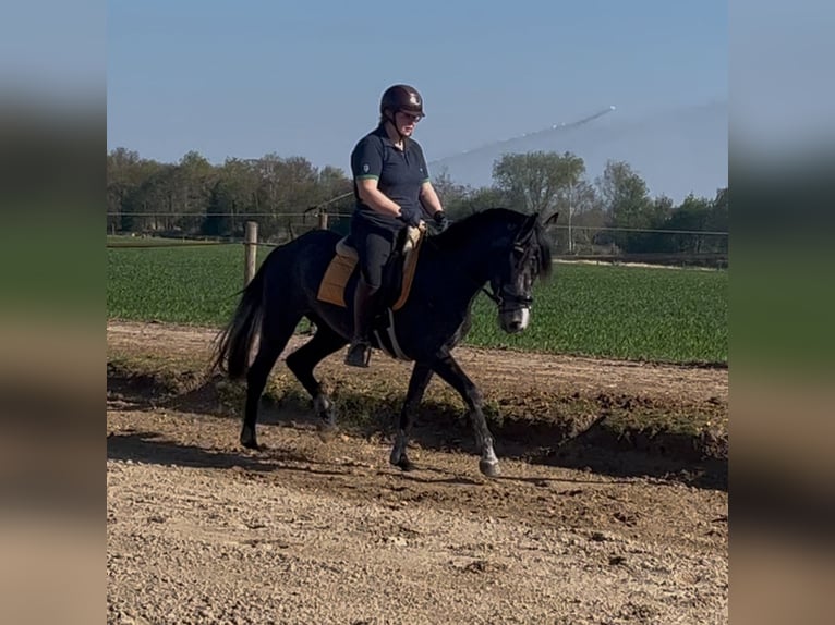Connemara Croisé Jument 3 Ans 152 cm Gris in Haps