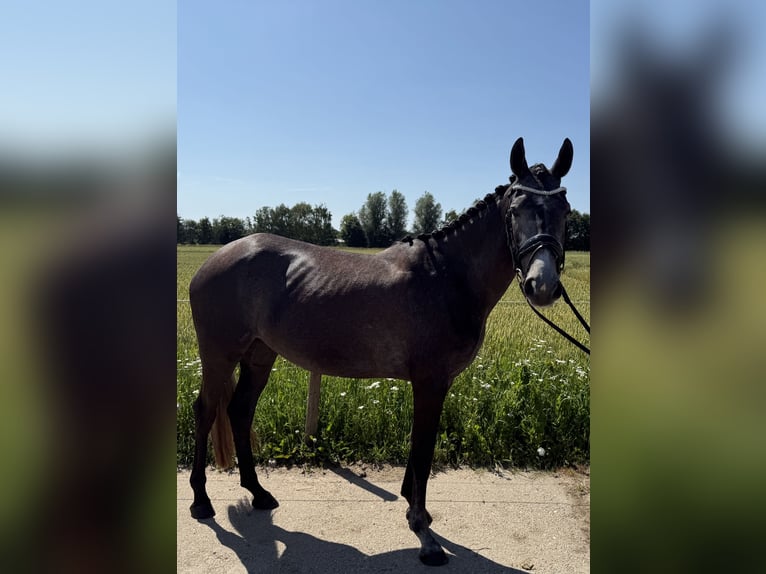 Connemara Croisé Jument 3 Ans 152 cm Gris in Haps