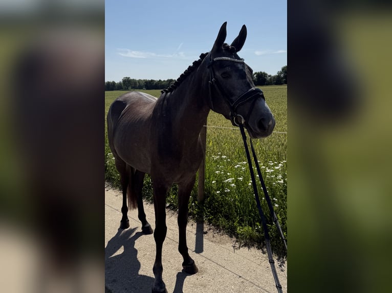 Connemara Croisé Jument 3 Ans 152 cm Gris in Haps