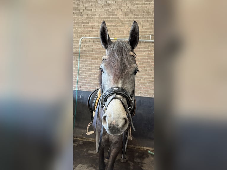 Connemara Croisé Jument 3 Ans 152 cm Gris in Haps