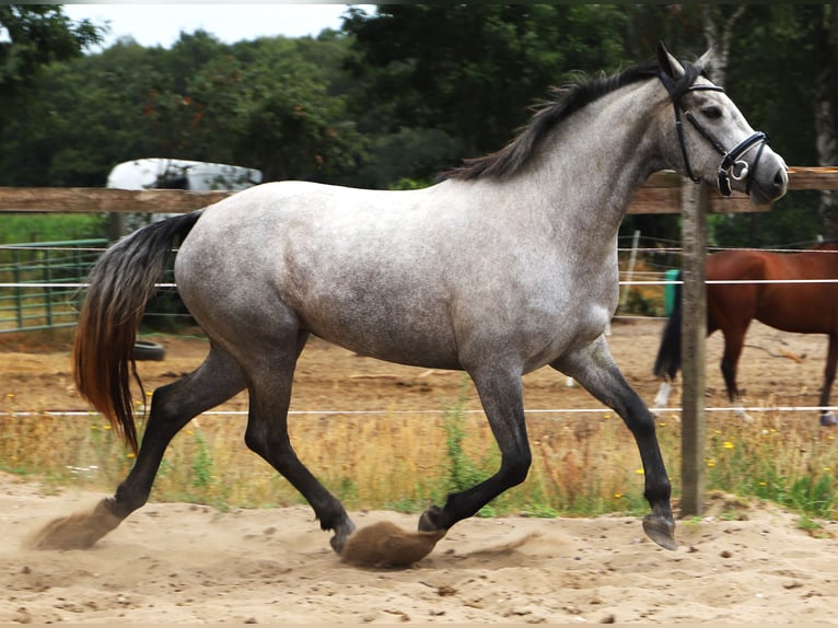 Connemara Jument 3 Ans 152 cm Rouan bleu in Uelsen