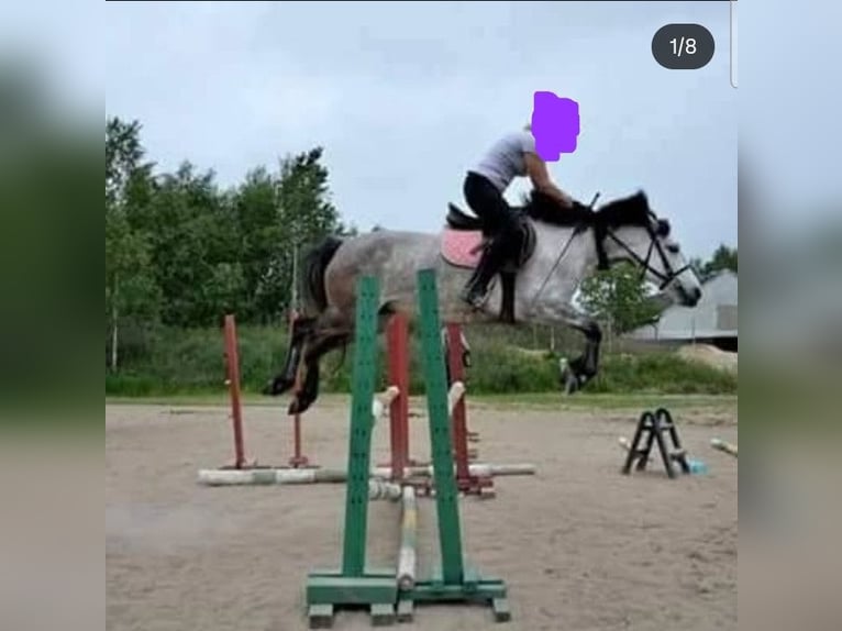 Connemara Jument 4 Ans 138 cm Buckskin in Lisowice