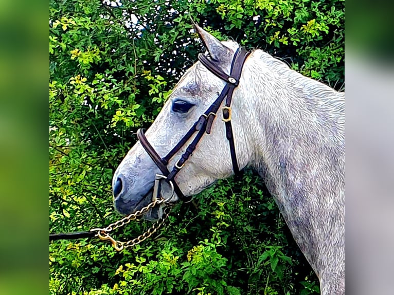 Connemara Jument 4 Ans 138 cm Gris pommelé in Roscommon