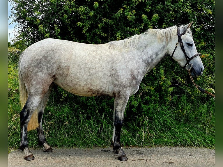 Connemara Jument 4 Ans 138 cm Gris pommelé in Roscommon