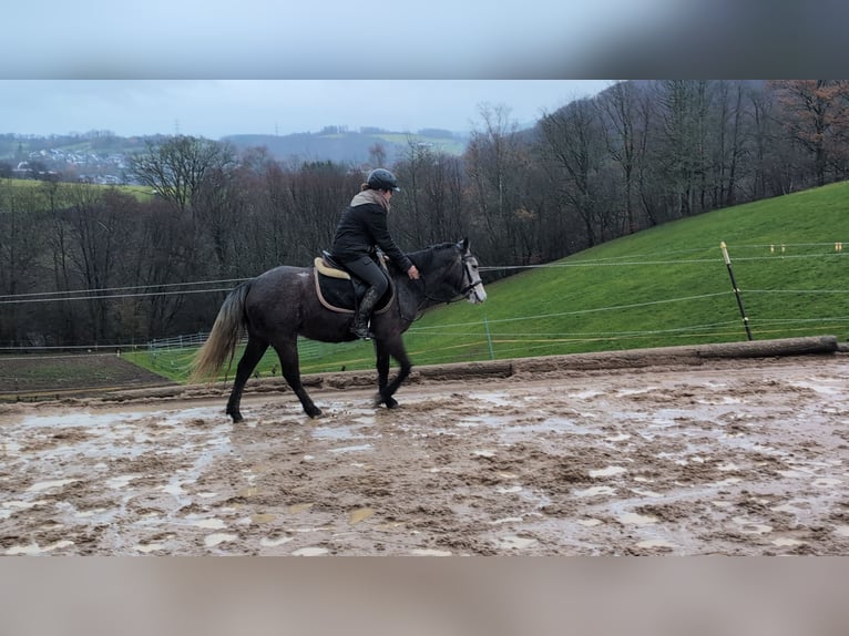 Connemara Jument 4 Ans 140 cm Rouan bleu in Morsbach