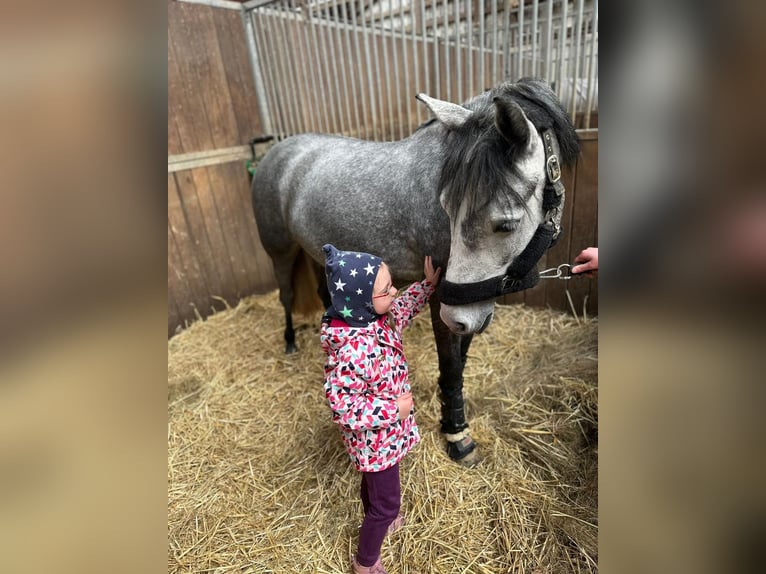 Connemara Croisé Jument 4 Ans 142 cm Aubère in Mettlach Wehingen