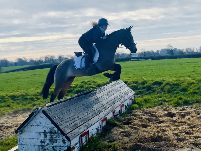 Connemara Jument 4 Ans 142 cm Isabelle in Mountrath