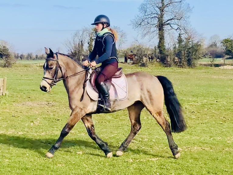 Connemara Jument 4 Ans 142 cm Isabelle in Mountrath