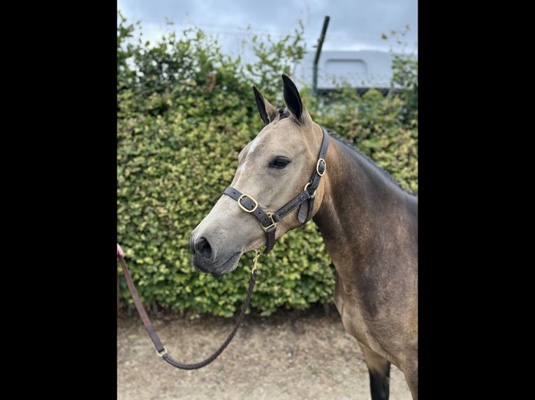 Connemara Jument 4 Ans 142 cm Isabelle in Mountrath