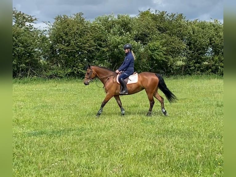 Connemara Jument 4 Ans 143 cm Bai cerise in Westmeath