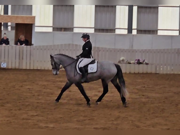 Connemara Jument 4 Ans 143 cm Gris in Sligo