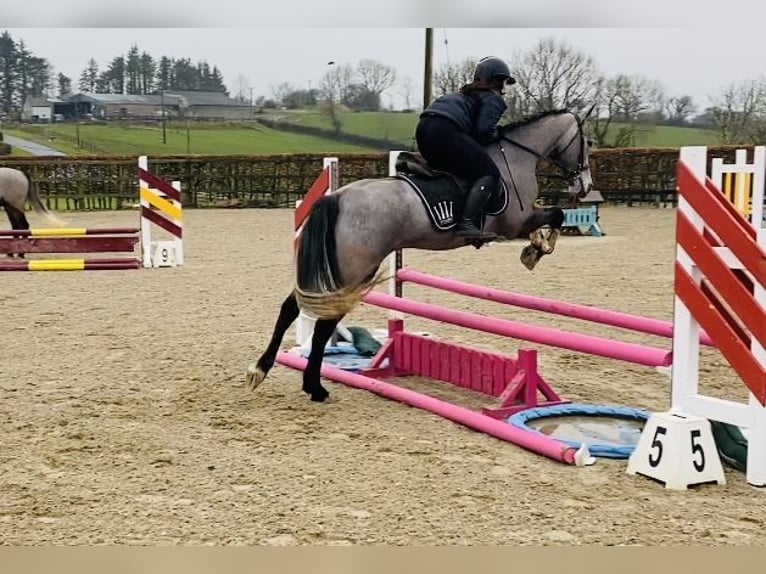 Connemara Jument 4 Ans 143 cm Gris in Sligo