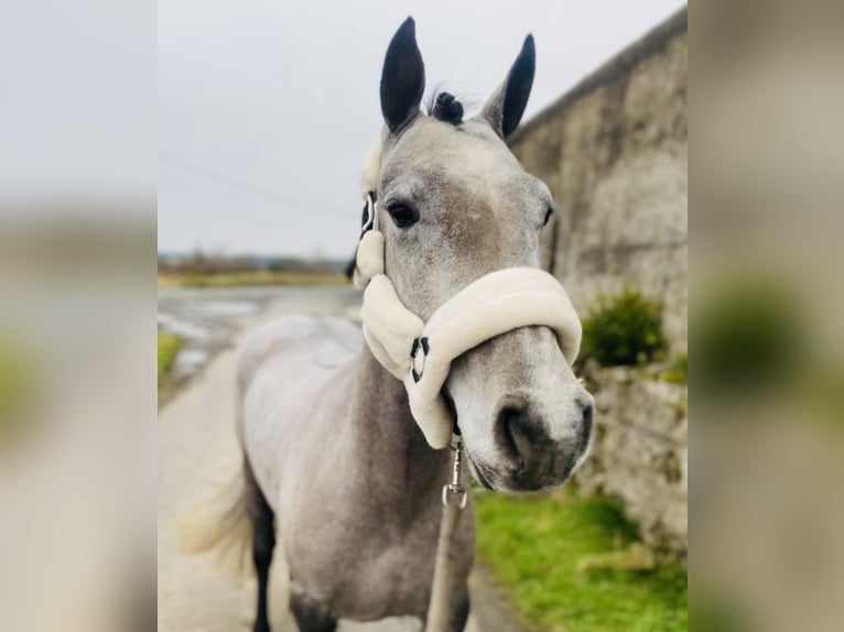 Connemara Jument 4 Ans 143 cm Gris in Sligo