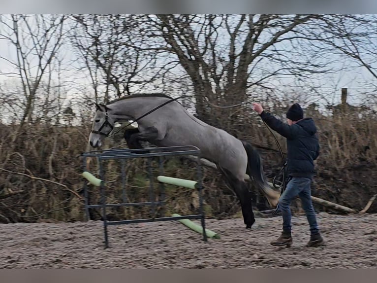 Connemara Jument 4 Ans 143 cm Gris in Sligo