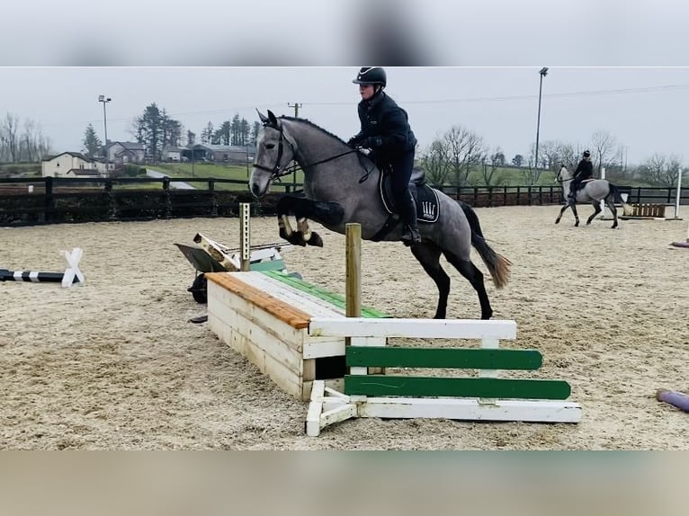 Connemara Jument 4 Ans 143 cm Gris in Sligo