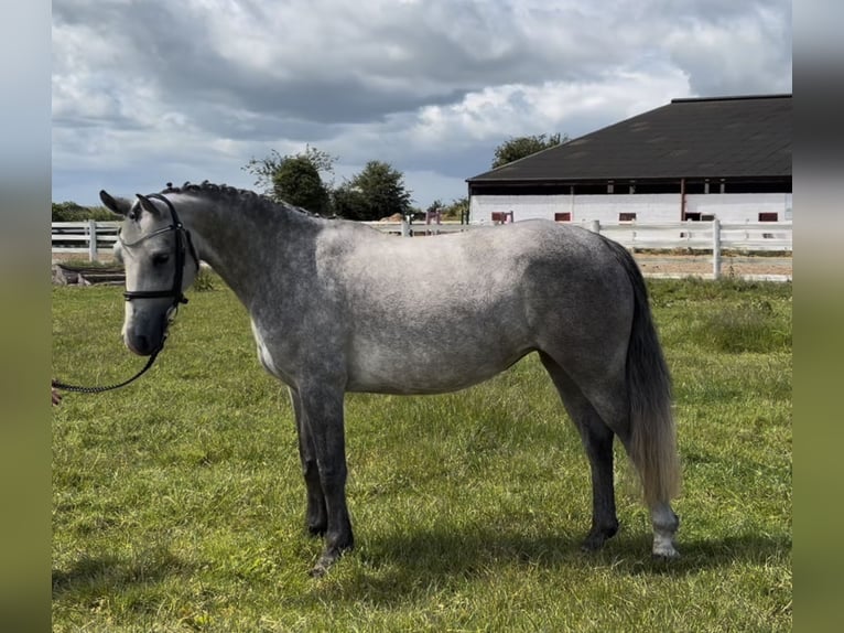 Connemara Jument 4 Ans 143 cm Gris pommelé in Mountrath, Co. Laois