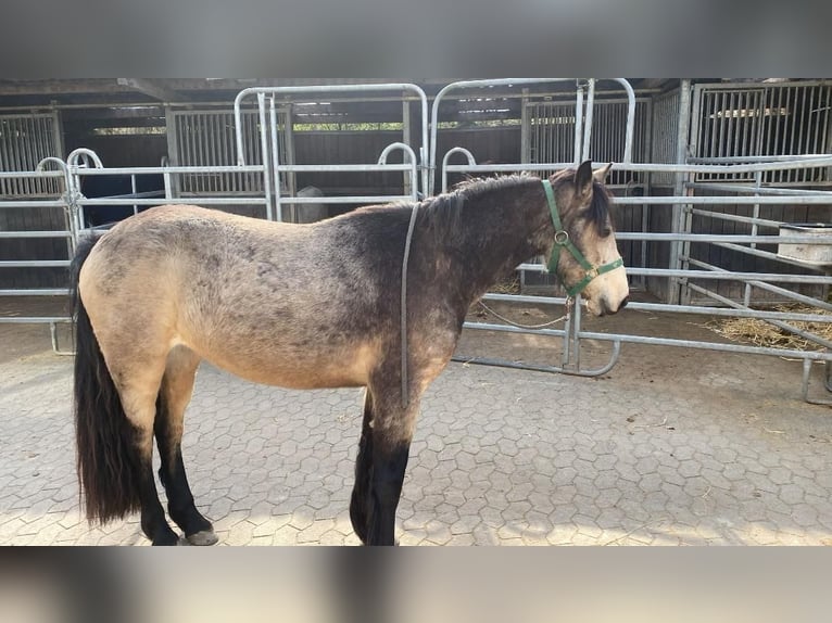 Connemara Jument 4 Ans 144 cm Buckskin in Euskirchen
