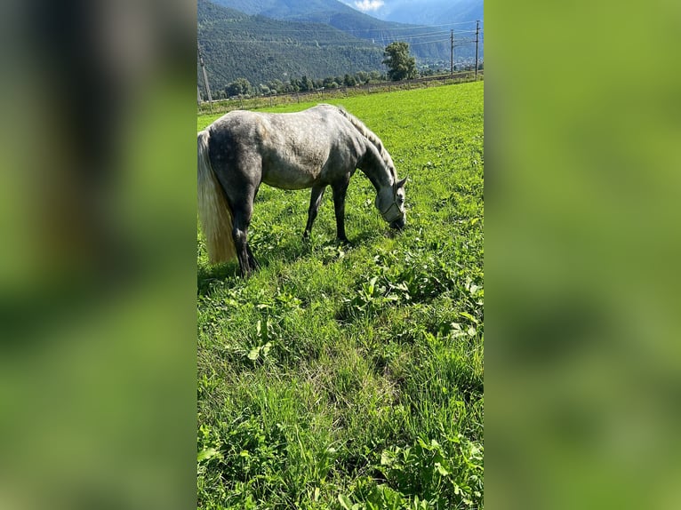 Connemara Jument 4 Ans 144 cm Gris in AldransAldrans