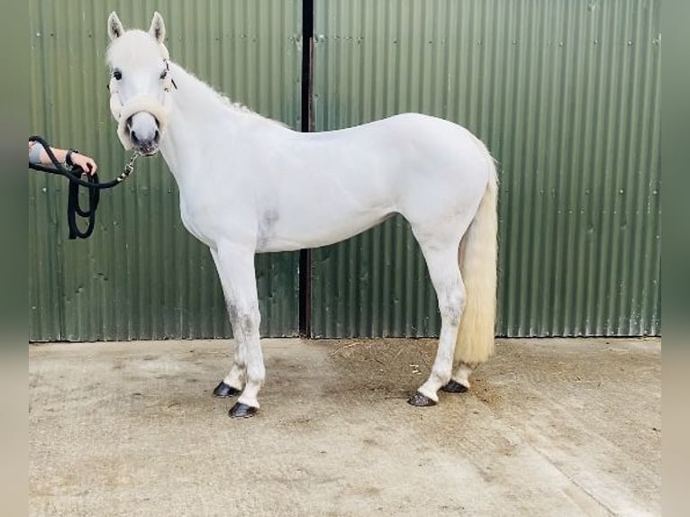 Connemara Jument 4 Ans 144 cm Gris in Sligo
