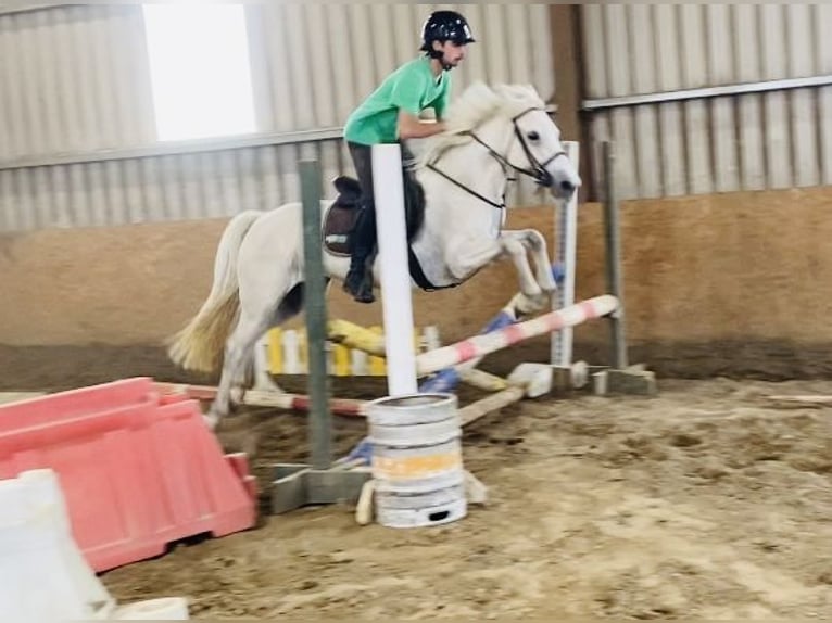 Connemara Jument 4 Ans 144 cm Gris in Sligo