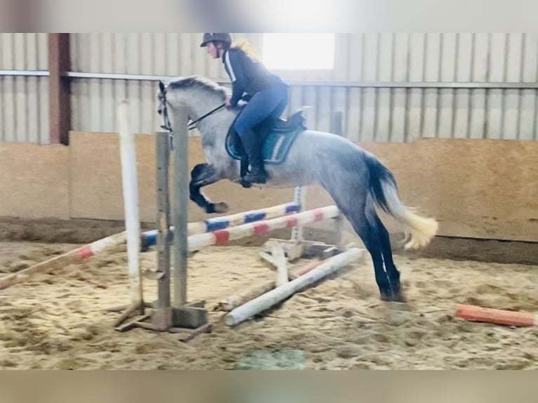 Connemara Jument 4 Ans 144 cm Gris in Sligo