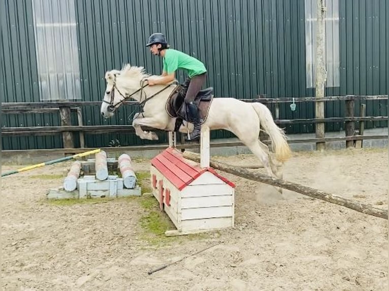 Connemara Jument 4 Ans 144 cm Gris in Sligo