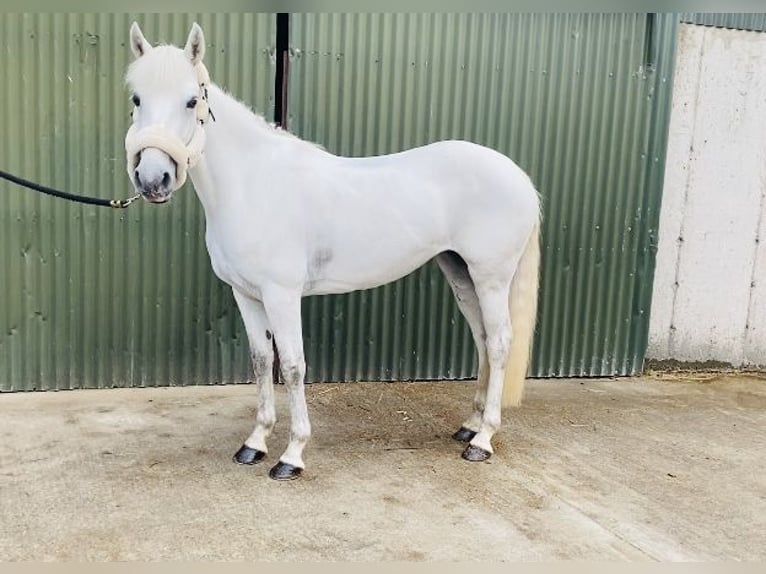 Connemara Jument 4 Ans 144 cm Gris in Sligo
