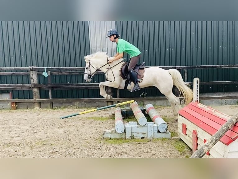 Connemara Jument 4 Ans 144 cm Gris in Sligo