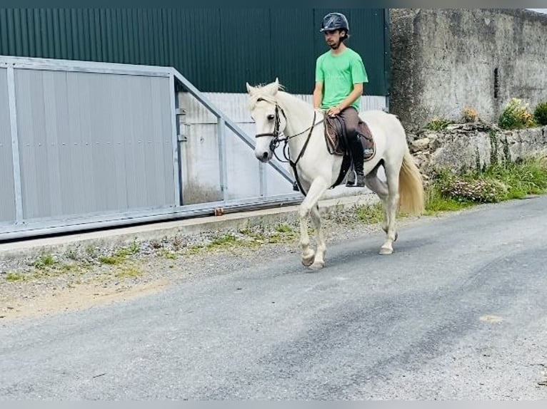 Connemara Jument 4 Ans 144 cm Gris in Sligo