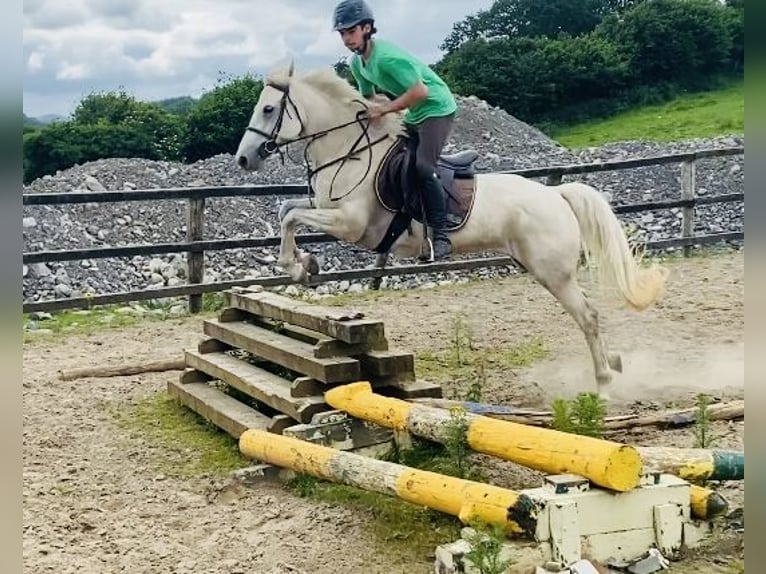 Connemara Jument 4 Ans 144 cm Gris in Sligo