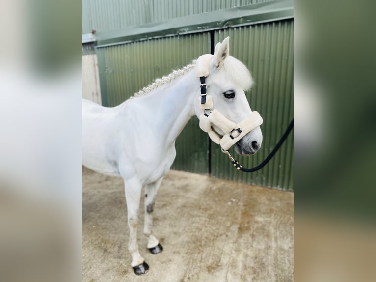 Connemara Jument 4 Ans 144 cm Gris in Sligo