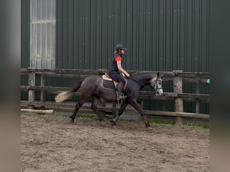 Connemara Jument 4 Ans 144 cm Gris pommelé in Sligo