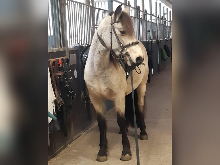 Connemara Jument 4 Ans 144 cm Isabelle in Euskirchen