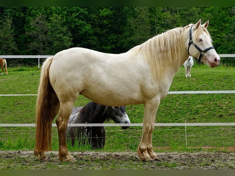 Connemara Jument 4 Ans 144 cm Perlino in Neuhemsbach