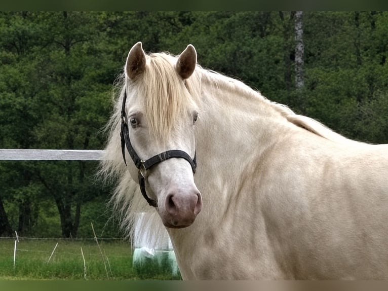 Connemara Jument 4 Ans 144 cm Perlino in Neuhemsbach