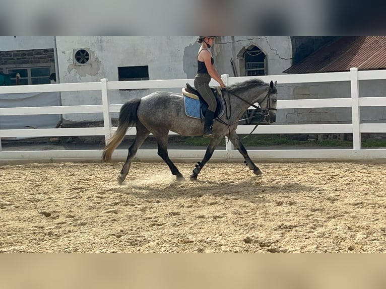 Connemara Jument 4 Ans 144 cm Rouan bleu in Morsbach