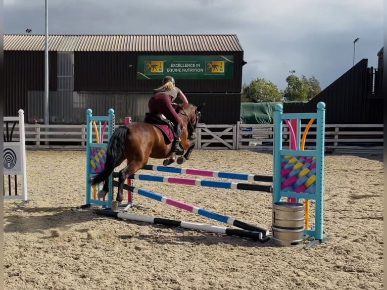 Connemara Jument 4 Ans 145 cm Bai cerise in Mountrath, Co. Laois