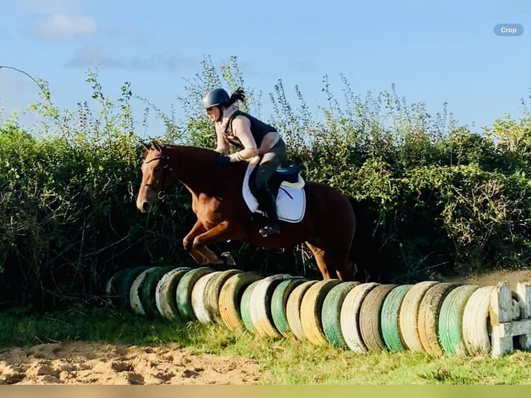 Connemara Jument 4 Ans 145 cm Bai in Mountrath