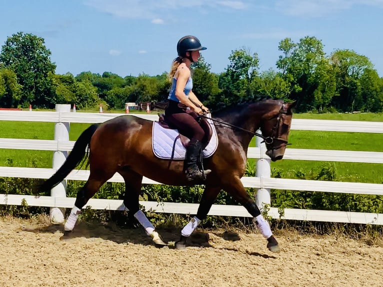Connemara Jument 4 Ans 145 cm Bai in Mountrath