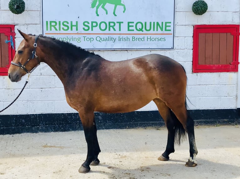 Connemara Jument 4 Ans 145 cm Bai in Mountrath