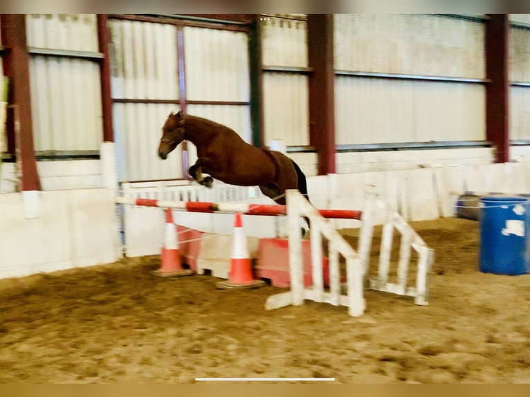 Connemara Jument 4 Ans 145 cm Bai in Mountrath