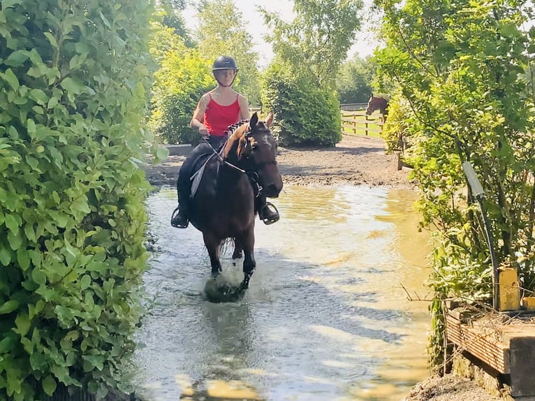 Connemara Jument 4 Ans 145 cm Bai in Mountrath