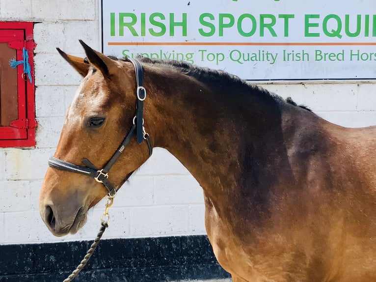 Connemara Jument 4 Ans 145 cm Bai in Mountrath