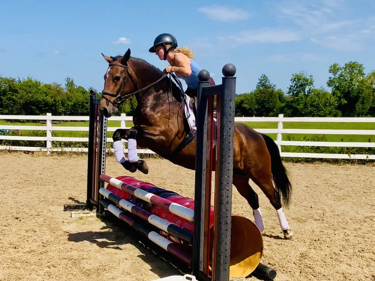 Connemara Jument 4 Ans 145 cm Bai in Mountrath