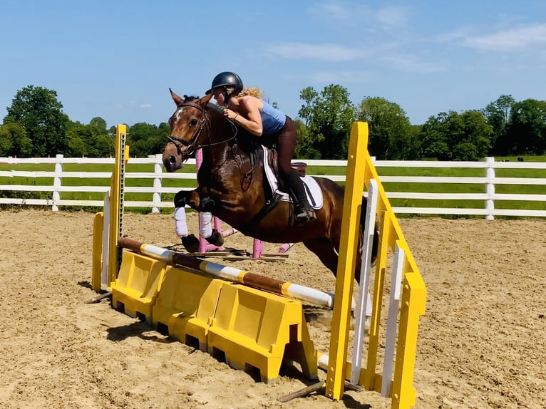 Connemara Jument 4 Ans 145 cm Bai in Mountrath
