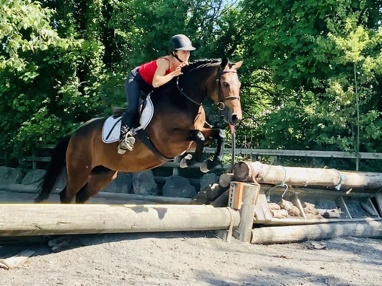 Connemara Jument 4 Ans 145 cm Bai in Mountrath