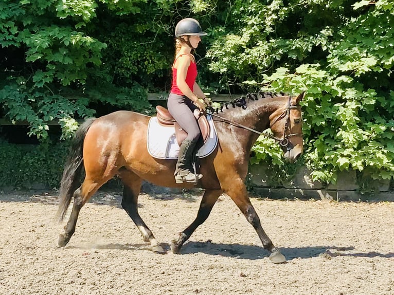 Connemara Jument 4 Ans 145 cm Bai in Mountrath
