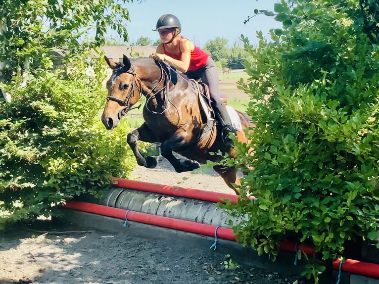 Connemara Jument 4 Ans 145 cm Bai in Mountrath