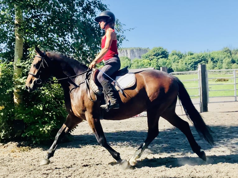 Connemara Jument 4 Ans 145 cm Bai in Mountrath